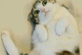 象州融资清欠服务